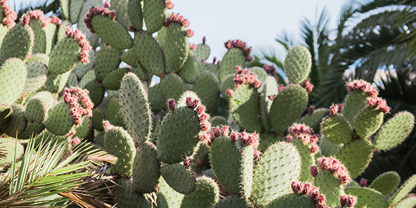 Luglio – tra i cactus e gli Champs