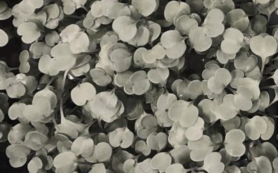 Umberto Piersanti, Odori, erba spagna…